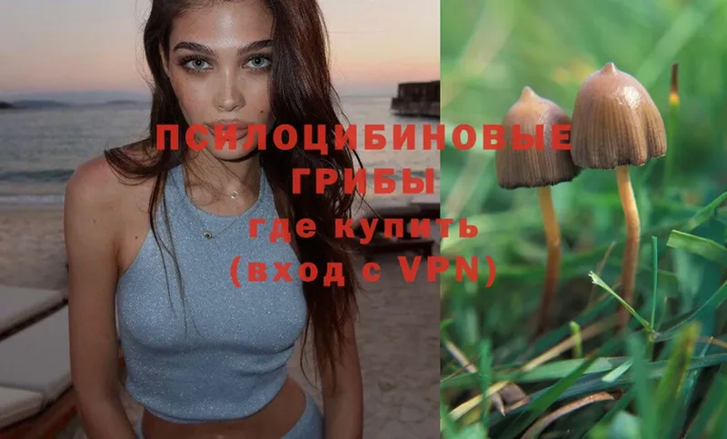 Псилоцибиновые грибы Psilocybe  это наркотические препараты  Сельцо 